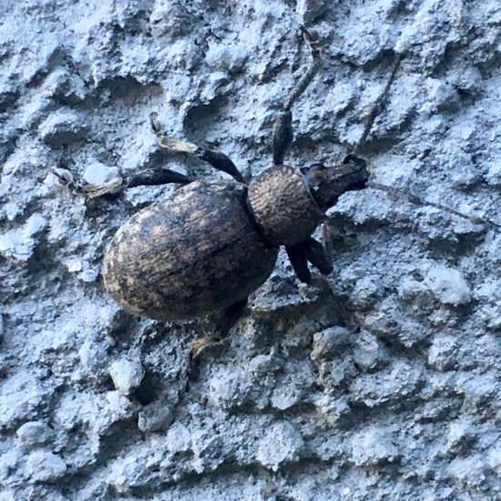 Echter Streckrüssler: Tier im Habitat Garten in der NatureSpots App