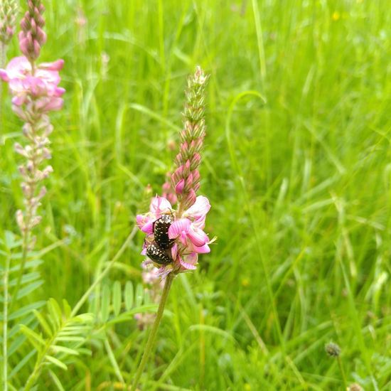 Oxythyrea funesta: Animal in habitat Natural Meadow in the NatureSpots App