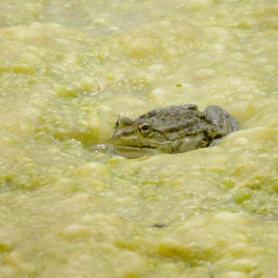 Wasserfrösche: Tier im Habitat Künstliches Süßwasser in der NatureSpots App