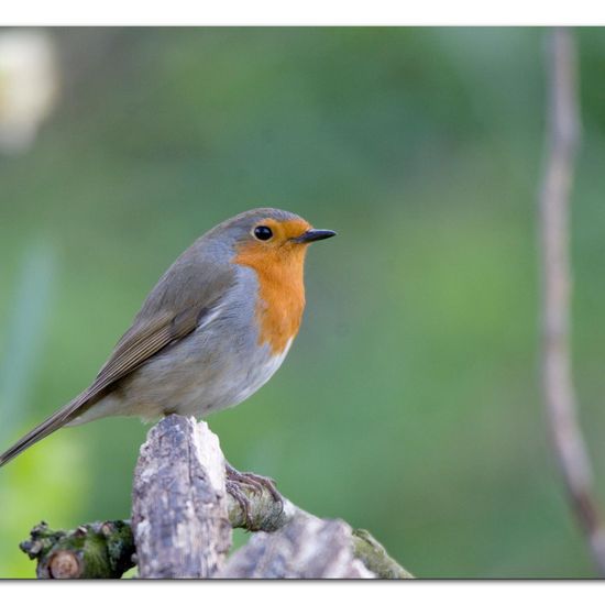 European Robin: Animal in nature in the NatureSpots App