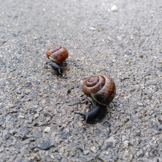 Helix aspersa: Animal in habitat Road or Transportation in the NatureSpots App