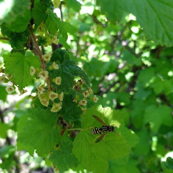 Mittlere Wespe: Tier im Habitat Garten in der NatureSpots App