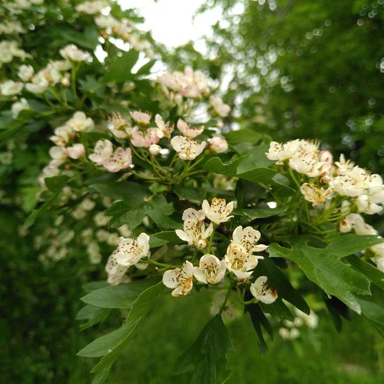 Crataegus: Plant in habitat Semi-natural grassland in the NatureSpots App