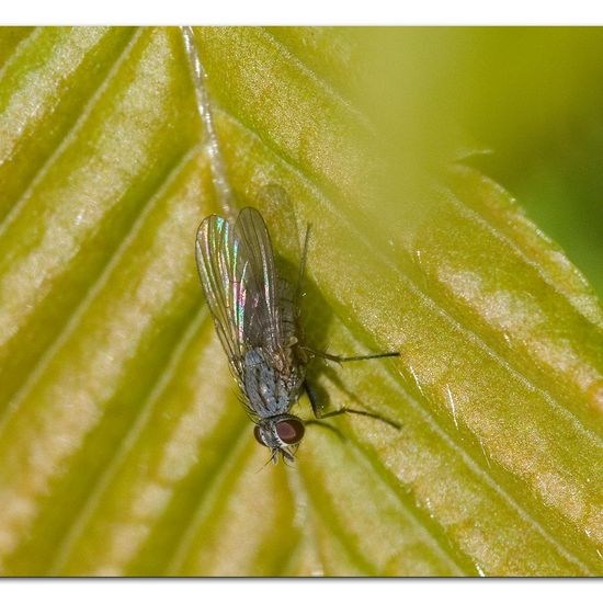 Coenosia rubriceps: Tier im Habitat Garten in der NatureSpots App