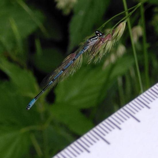 Azure damselfly: Animal in habitat Buffer strip in the NatureSpots App