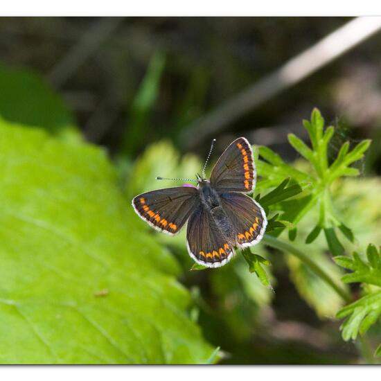 Kleiner Sonnenröschen-Bläuling: Tier im Habitat Halb-natürliches Grasland in der NatureSpots App