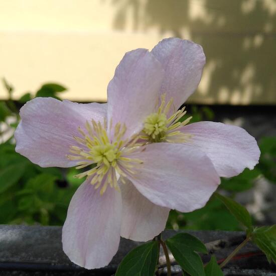 Waldreben: Pflanze im Habitat Garten in der NatureSpots App