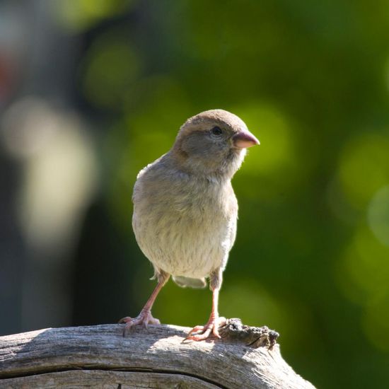 House Sparrow: Animal in habitat Garden in the NatureSpots App