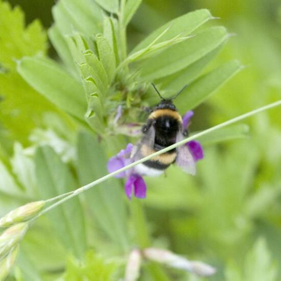 Dunkle Erdhummel: Tier in der Natur in der NatureSpots App