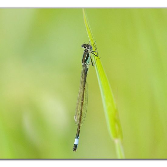 Blue-tailed damselfly: Animal in habitat Buffer strip in the NatureSpots App