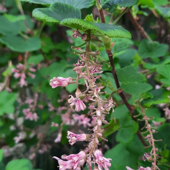 Ribes: Plant in nature in the NatureSpots App