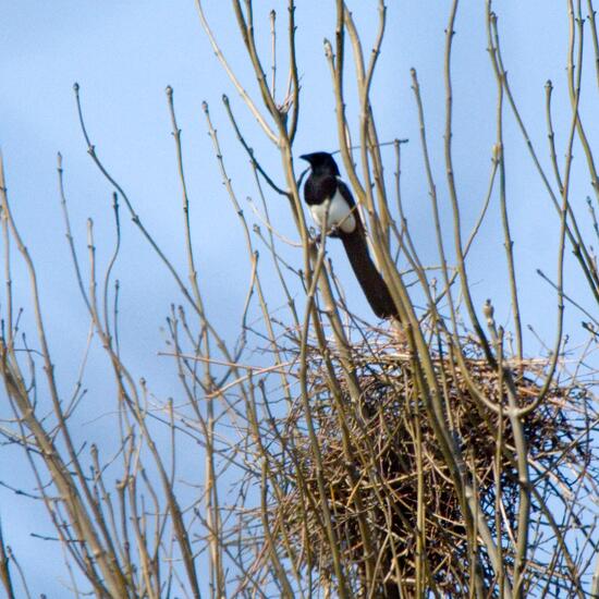 Pica pica asirensis: Tier im Habitat Garten in der NatureSpots App