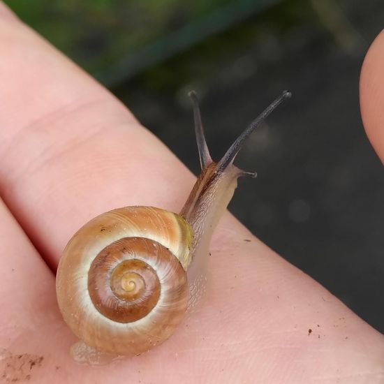 Bänderschnecken: Tier im Habitat Strasse/Verkehr in der NatureSpots App