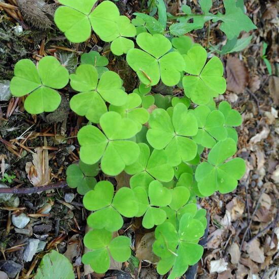 Waldsauerklee: Pflanze im Habitat Wald der gemäßigten Breiten in der NatureSpots App