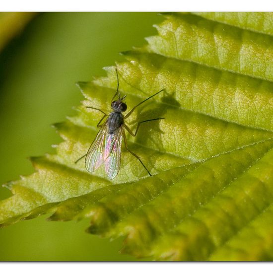 Coenosia rubriceps: Tier im Habitat Garten in der NatureSpots App