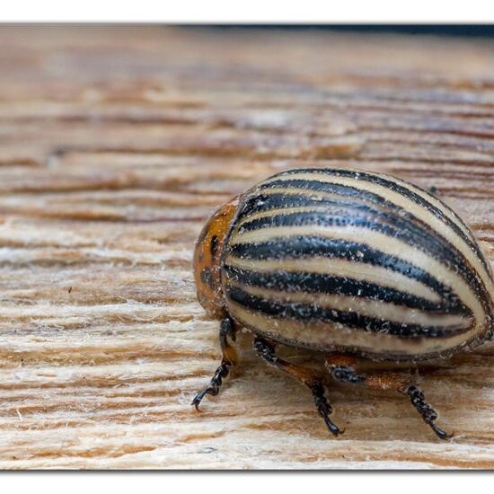 Kartoffelkäfer: Tier im Habitat Gartenkultur in der NatureSpots App