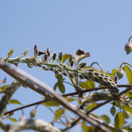 Landschaft: Stadt und Garten im Habitat Garten in der NatureSpots App