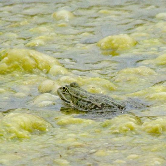 Wasserfrösche: Tier im Habitat Künstliches Süßwasser in der NatureSpots App