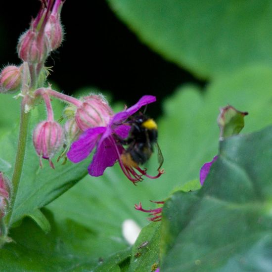 Wiesenhummel: Tier im Habitat Garten in der NatureSpots App