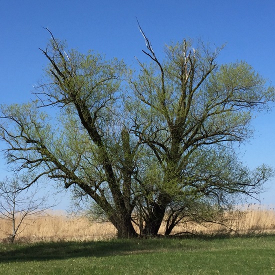 Landschaft: Grasland und Büsche im Habitat Naturnahe Wiese in der NatureSpots App