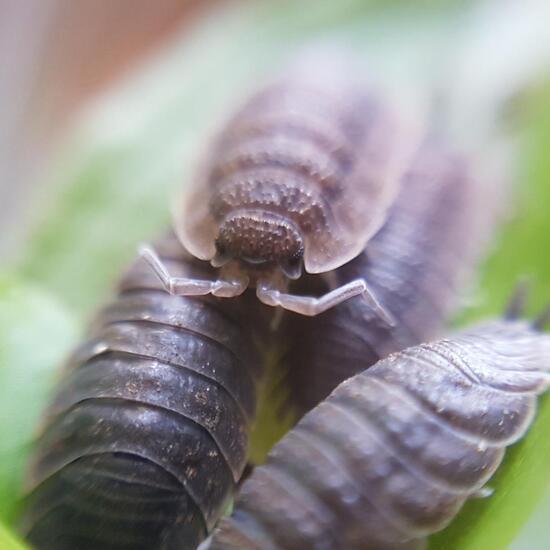 Asseln: Tier im Habitat Habitat manuell eingeben in der NatureSpots App