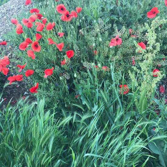 Papaver rhoeas: Plant in habitat Brownfield land in the NatureSpots App