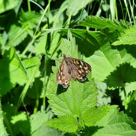 Speckled Wood: Animal in habitat City and Urban in the NatureSpots App