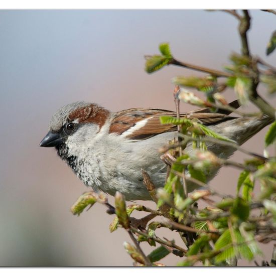 Haussperling: Tier im Habitat Garten in der NatureSpots App