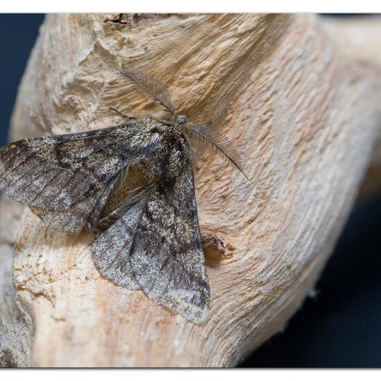 Schwarzfühler-Dickleibspanner: Tier im Habitat Garten in der NatureSpots App