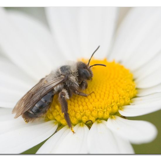 Andrena vaga: Animal in habitat Road or Transportation in the NatureSpots App