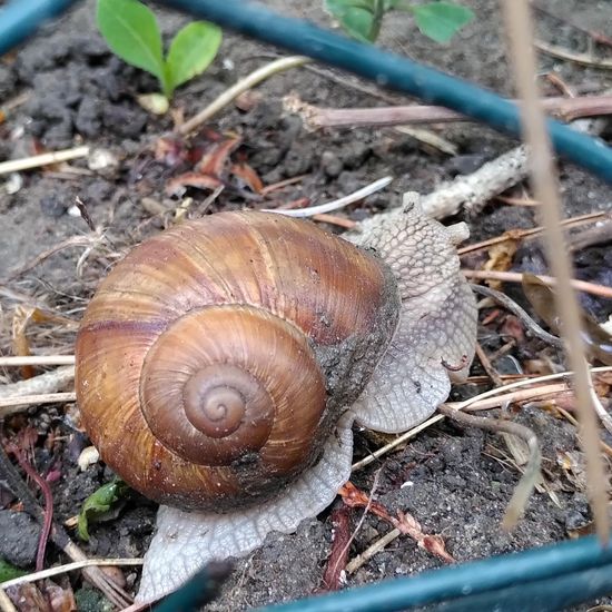 Weinbergschnecke: Tier im Habitat Garten in der NatureSpots App