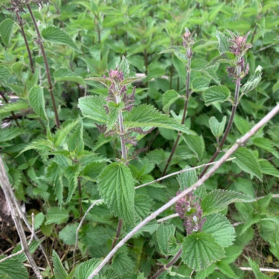Urtica dioica: Plant in nature in the NatureSpots App