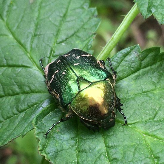 Goldglänzender Rosenkäfer: Tier im Habitat Garten in der NatureSpots App