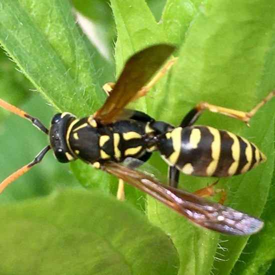 Gallische Feldwespe: Tier im Habitat Garten in der NatureSpots App