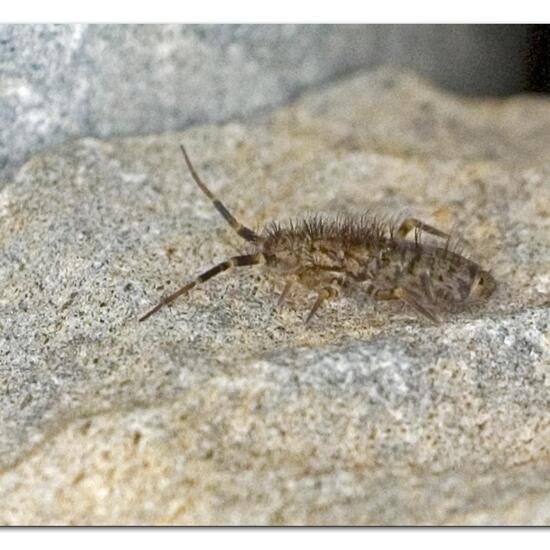 Orchesella villosa: Animal in habitat Garden in the NatureSpots App