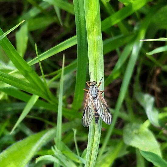 Rhagio vitripennis: Tier in der Natur in der NatureSpots App