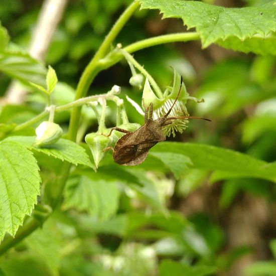 Lederwanze: Tier im Habitat Garten in der NatureSpots App