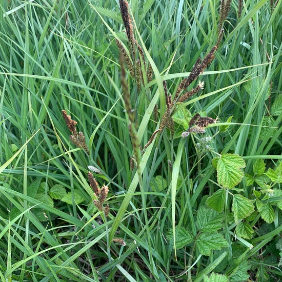 Carex acuta: Plant in nature in the NatureSpots App