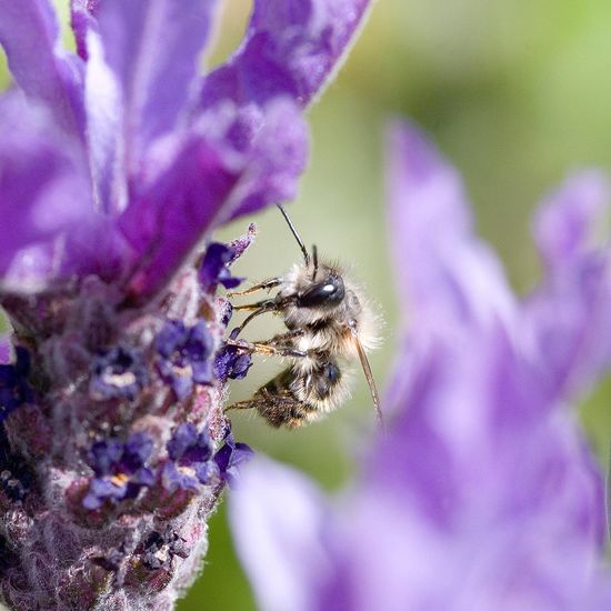 Eine unbekannte Art: Tier im Habitat Garten in der NatureSpots App