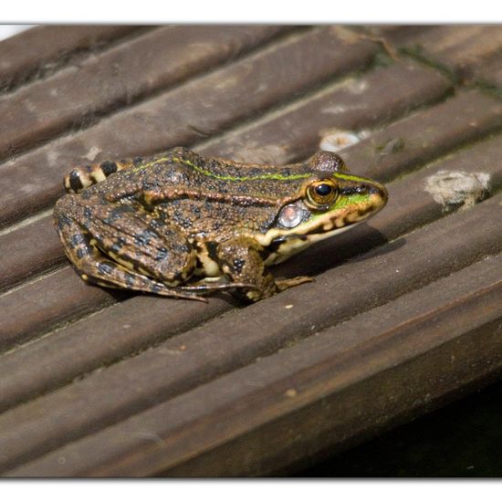 Seefrosch: Tier im Habitat Garten in der NatureSpots App