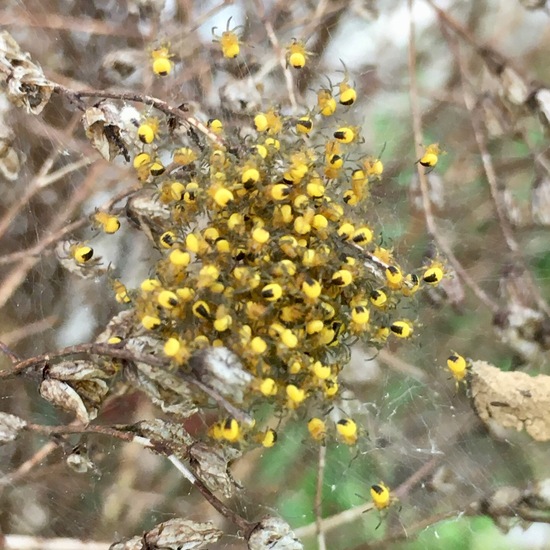 Araneus diadematus: Animal in habitat Garden in the NatureSpots App