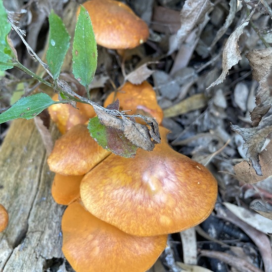 Orange Boulder Lichen: Mushroom in nature in the NatureSpots App