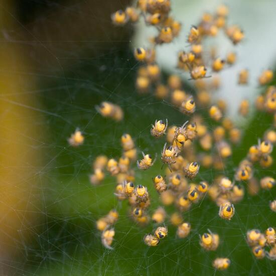 Gartenkreuzspinne: Tier im Habitat Garten in der NatureSpots App