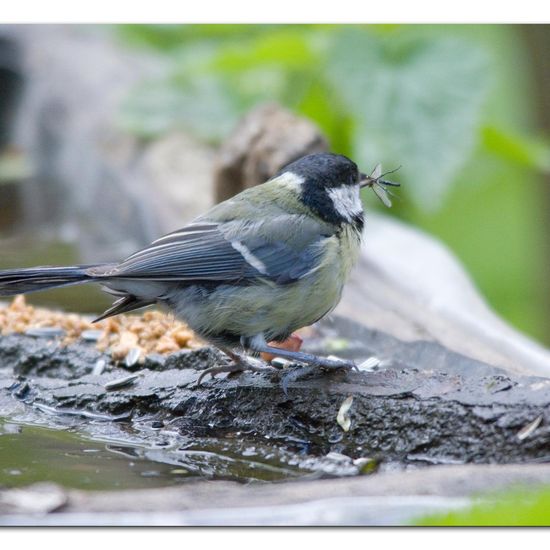 Kohlmeise: Tier im Habitat Hinterhof in der NatureSpots App