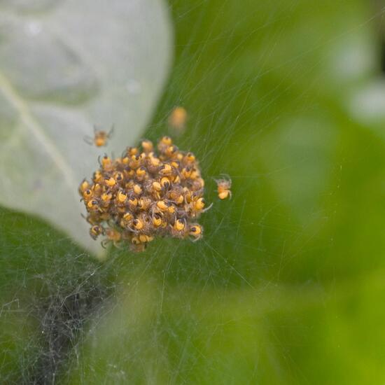 Gartenkreuzspinne: Tier im Habitat Garten in der NatureSpots App