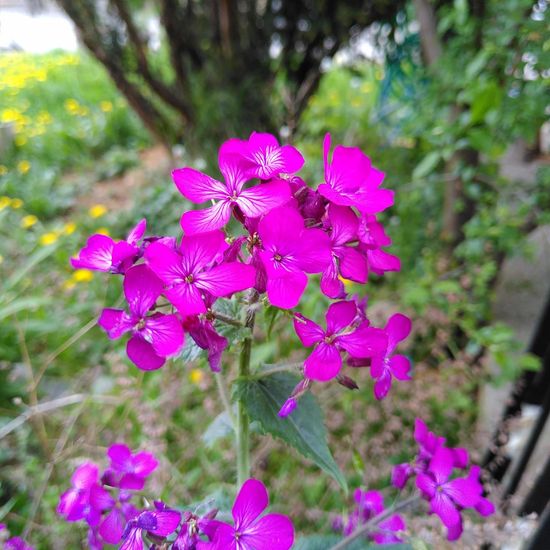 Lunaria annua: Plant in habitat Backyard in the NatureSpots App