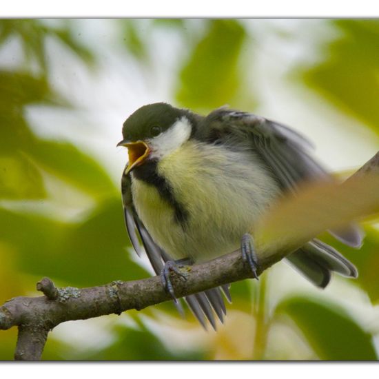 Kohlmeise: Tier im Habitat Garten in der NatureSpots App