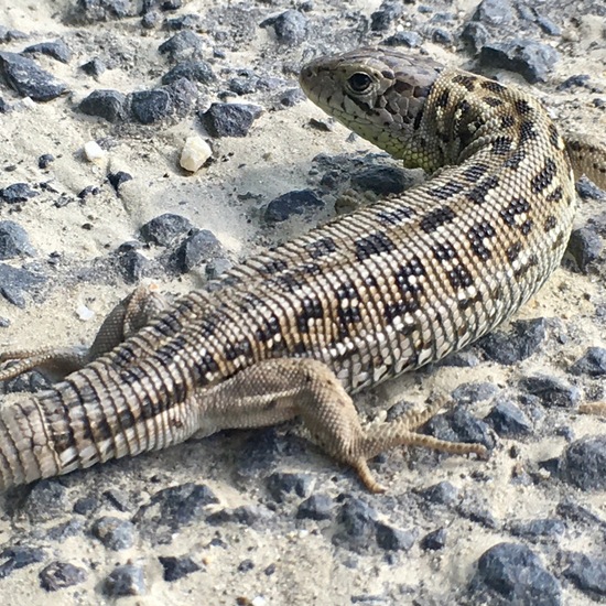 Sand lizard: Animal in habitat Road or Transportation in the NatureSpots App