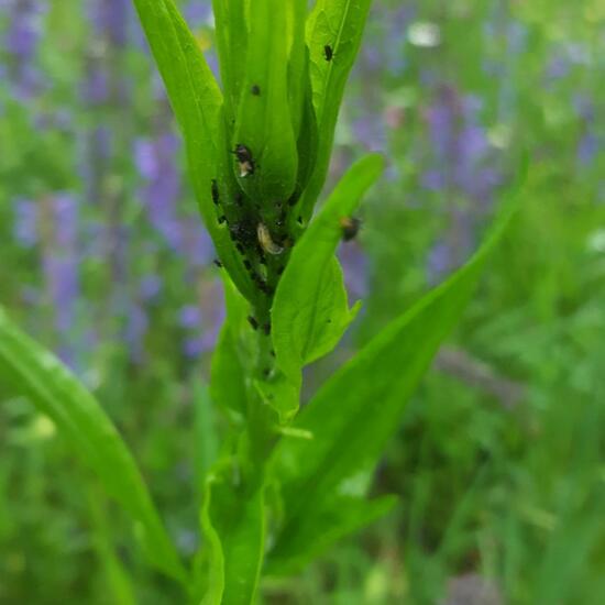 Aphid: Animal in habitat Natural Meadow in the NatureSpots App