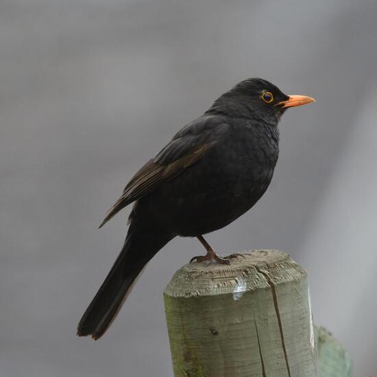 Common blackbird: Animal in habitat Garden in the NatureSpots App